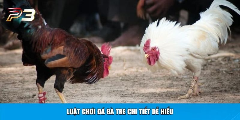 Luật chơi đá gà tre chi tiết dễ hiểu