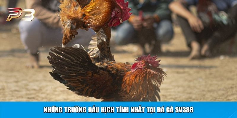 Những trường đấu kịch tính nhất tại đá gà SV388